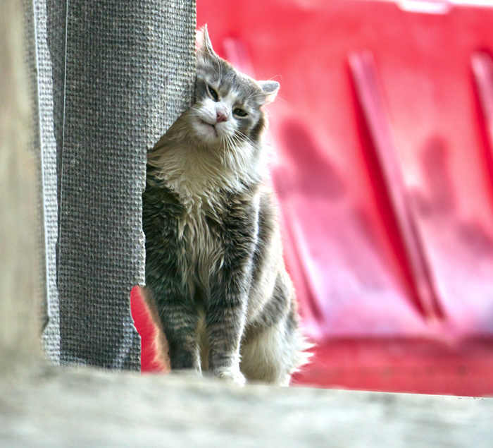 — Назови это фото «Живое и цветное» — и будешь чемпион по котофото!