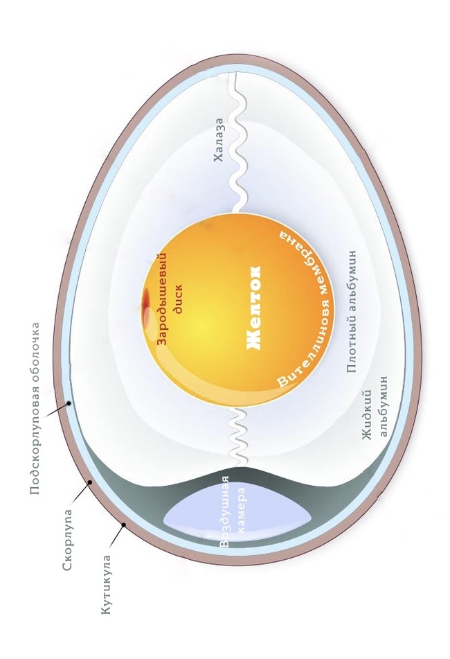 The shape of the earth, what is it really like? - Shape of the earth, Geodesy, Coincidence, Eggs, Looking for information, Longpost