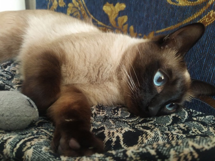 Кот Коржик поймал мышь, но приуныл