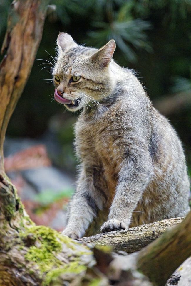 Лесные кошки - Лесной кот, Малые кошки, Животные, Зоопарк, Длиннопост, Фотография