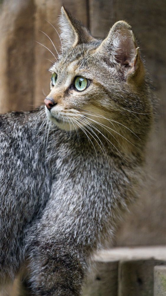 Лесные кошки - Лесной кот, Малые кошки, Животные, Зоопарк, Длиннопост, Фотография