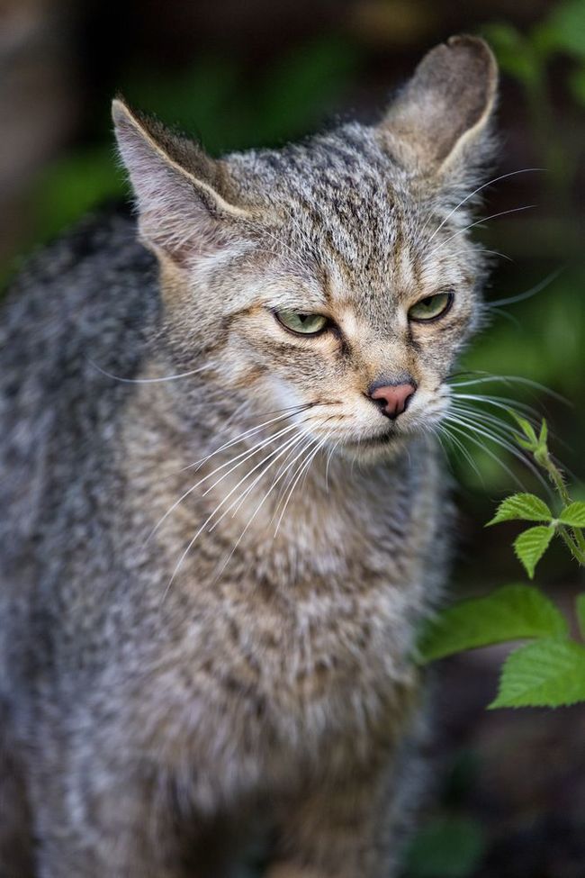 Лесные кошки - Лесной кот, Малые кошки, Животные, Зоопарк, Длиннопост, Фотография