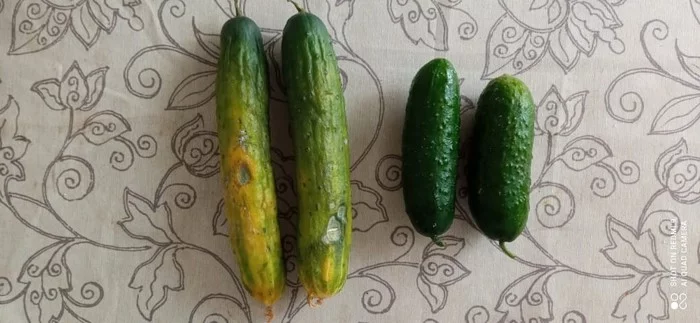 Cucumbers are about a week old, China on the left, ours on the right (Lukhovitsy) - Сельское хозяйство, Cucumbers, China, Quality