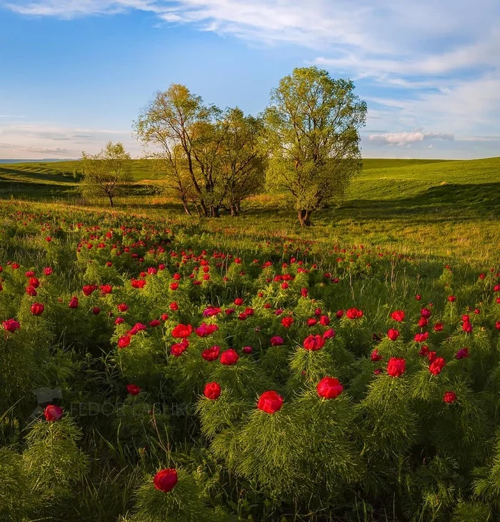 Stavropol region - The photo, Stavropol region, Russia, Flowers, Nature, beauty of nature, The nature of Russia