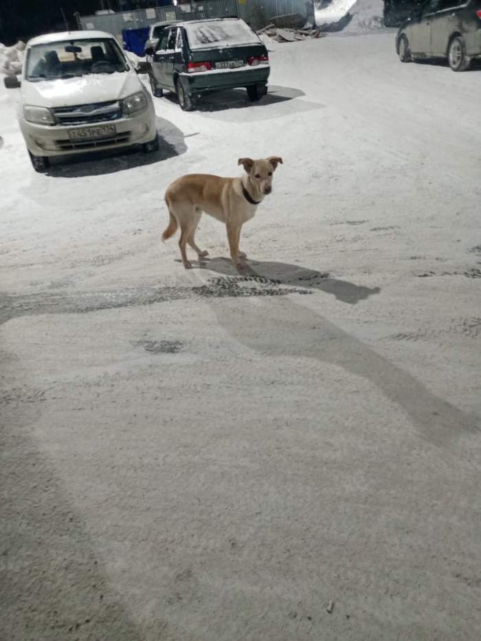 Собака хромает после. Собаки в Челябинске. И больше вы никогда не увидитесь собака. Найдена собака Челябинск.
