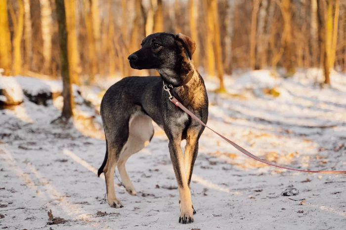 Incredibly gentle dog looking for a home! - Dog, Dogs and people, In good hands, Animal shelter, Friend of human, Longpost, No rating, Moscow