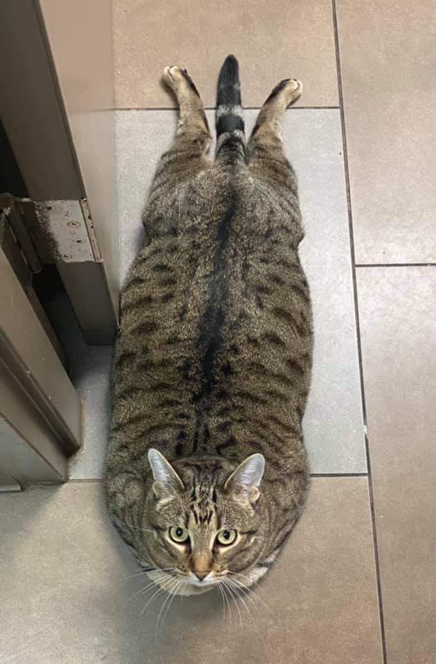 Seal - cat, Fluffy, Fat cats