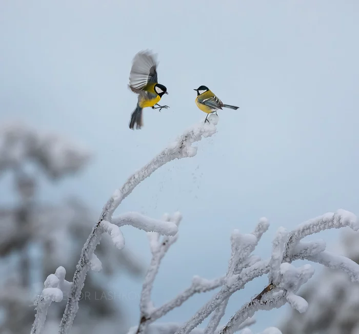 Busy! - Birds, Tit, Winter, Frost, Stavropol region, The national geographic, The photo, Busy