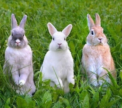 "Ну, зайцы, погодите!" :):)