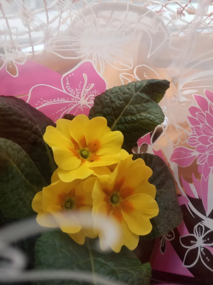 Primrose - Plants, Primrose