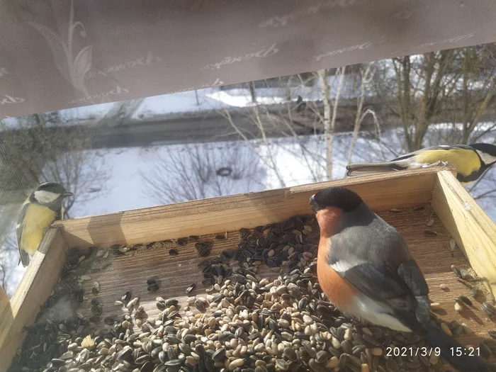 When outside the window there is a live broadcast of the program “In the Animal World”) - My, Trough, Bullfinches, Tit, Redpoll, Longpost