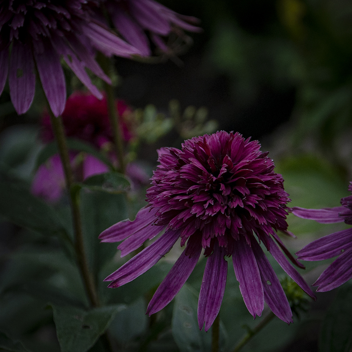 Вечерний цвет