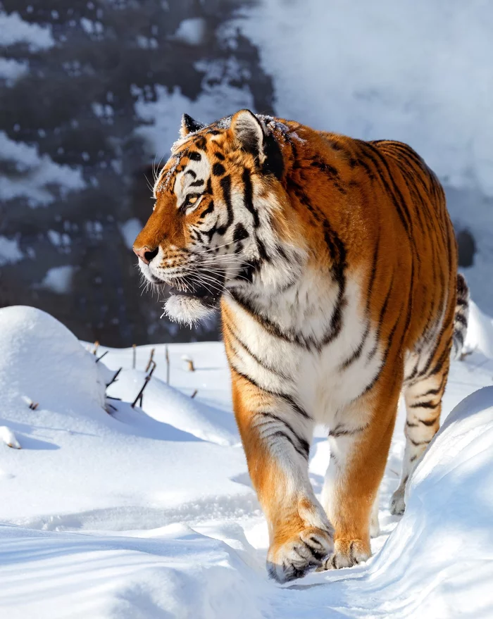 Beauty and power - Tiger, Amur tiger, Big cats, Wild animals, The national geographic, The photo, Animals, Predator, , Winter, Snow, beauty of nature, Bogdanov Oleg