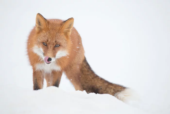 Fox in the snow - Fox, Wild animals, Kamchatka, Snowfall, Winter, Licking, The national geographic, The photo, , wildlife, beauty of nature, Denis Budkov