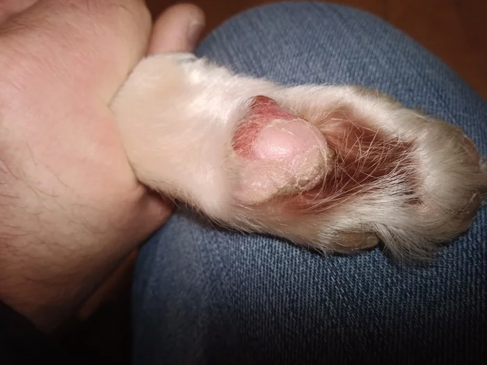 The dog's paws were corroded by some chemical from the street - My, Dog, Bionord, Dogs and people, Paws, Longpost, Wound, Reagents, Question