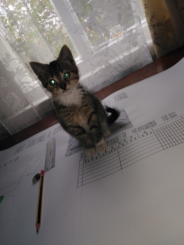 Кот мешал. Кот мешает. котик помешал вебкамщице. кот за учебой. котенок котик не мешай детский клуб.
