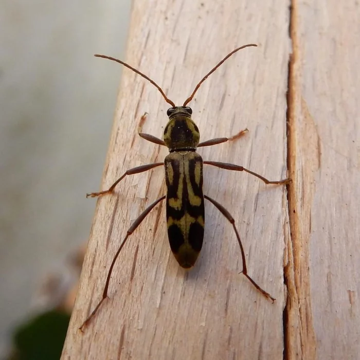 Invasive Asian bamboo beetle has spread across Europe - Жуки, Zhuk-Usach, Insects, Invasive species, Scientists, Germany, Hamburg, University, Concern, The national geographic, Pests, Longpost