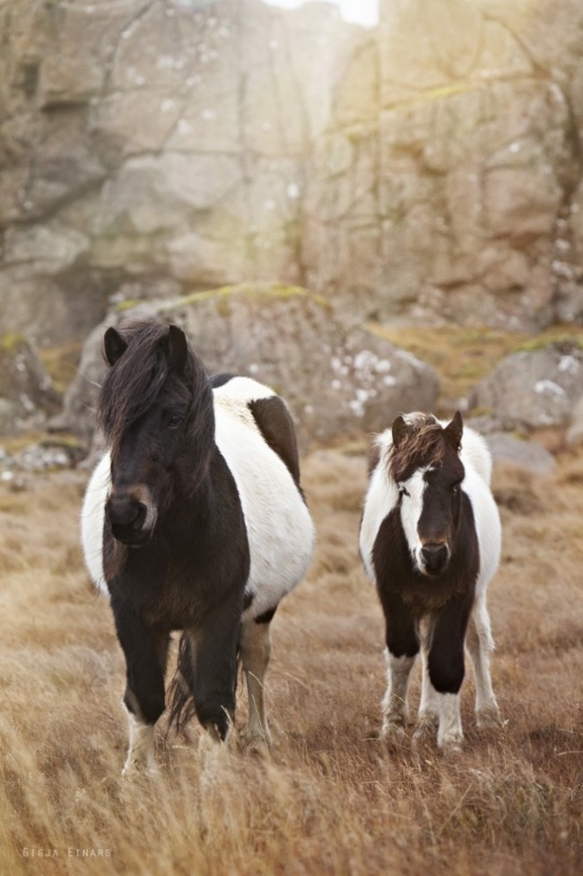 Icelandic horses (fotorelax.ru) - Iceland, Horses, The photo, Longpost