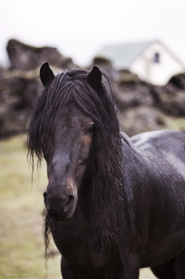 Icelandic horses (fotorelax.ru) - Iceland, Horses, The photo, Longpost