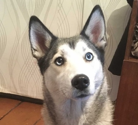 The dog was found. Kemerovo - My, Found a dog, Lost, Dog, No rating, Kemerovo, Husky