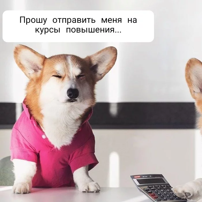 Correct courses - Picture with text, Humor, Corgi, Longpost