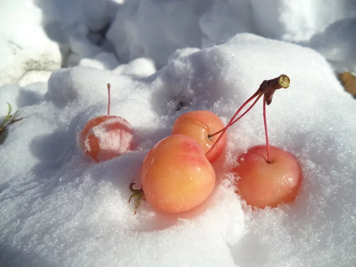 Apples in the snow - pink on white... - My, Apples, Apples in the snow, Snow, Pink, Nostalgia, Longpost