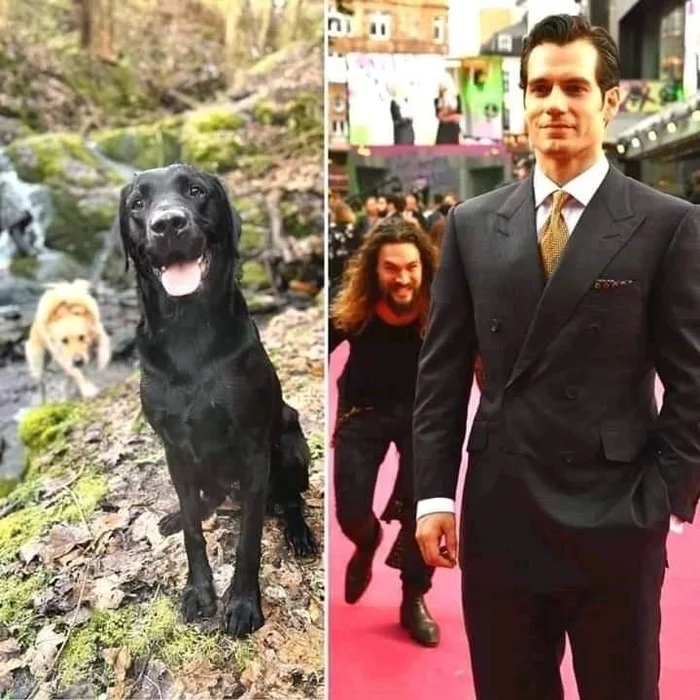 There is something in common here - Similarity, Dog, Henry Cavill