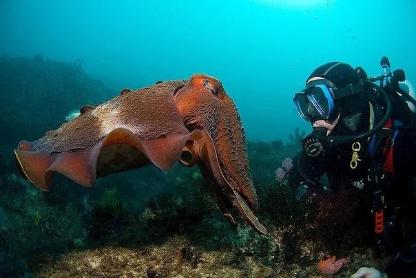 Cuttlefish: Remembers the offender and takes revenge all his life. How does vendetta work in clams? - Cuttlefish, Clam, Ocean, Yandex Zen, Animal book, GIF, Longpost