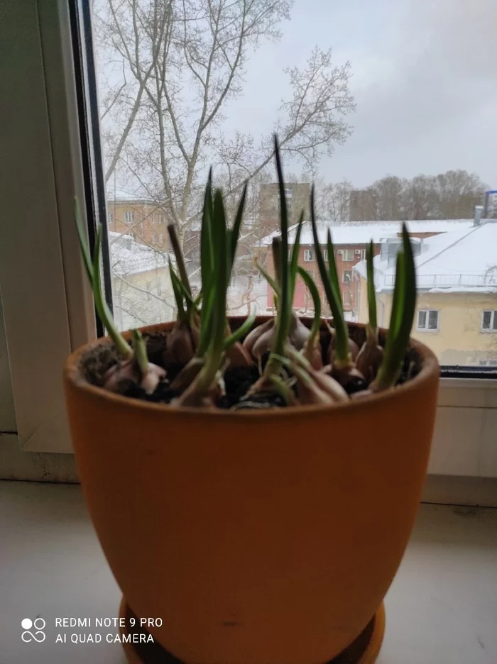 Insidious garlic - My, Vegetable garden on the windowsill, Hostess, Longpost