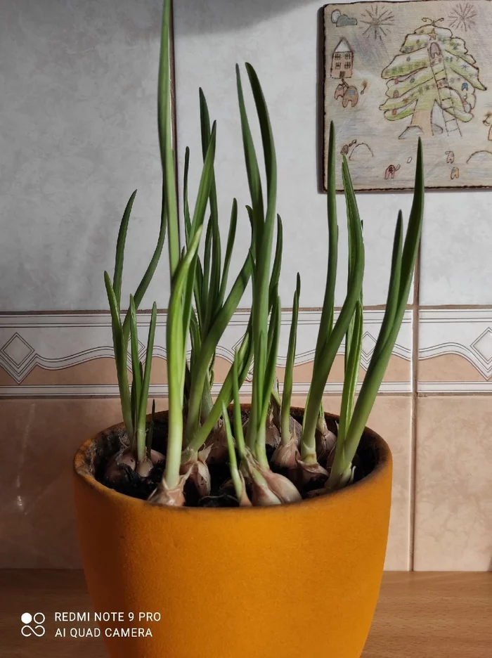 Insidious garlic - My, Vegetable garden on the windowsill, Hostess, Longpost