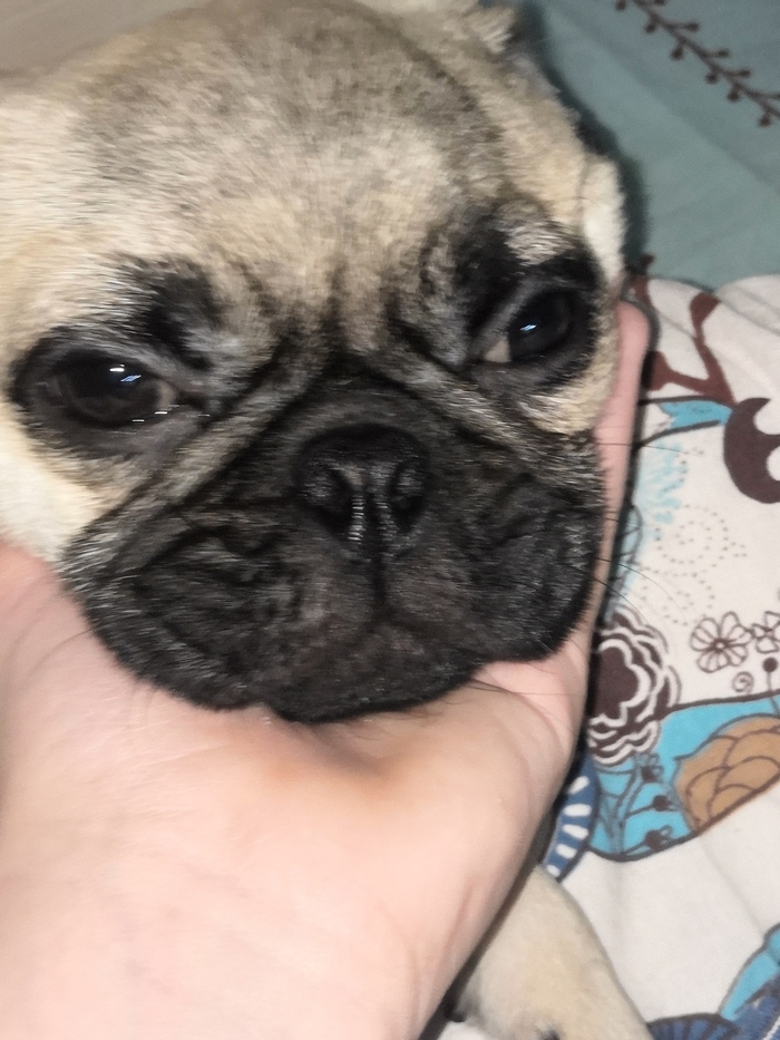 Мопс