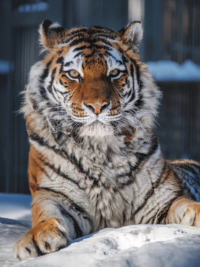 March seals - My, The photo, Animals, Zoo, Novosibirsk Zoo, Amur tiger, Snow Leopard, Far Eastern leopard, Lynx, , Pallas' cat, Longpost