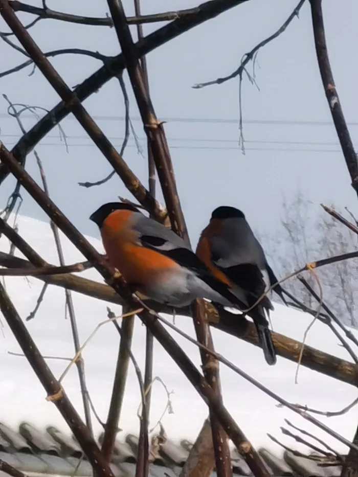 Bullfinches and sparrows - Bullfinches, Sparrow, General, Commonwealth, Video, Longpost