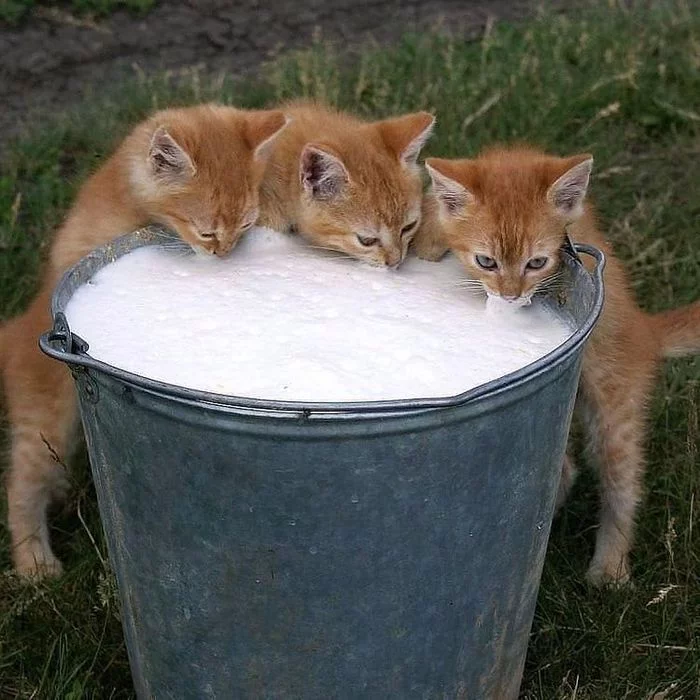 Childhood. Village. Summer at grandma's. New milk - Village, Childhood, Grandmother, New milk, Summer, Kittens, cat, Bucket