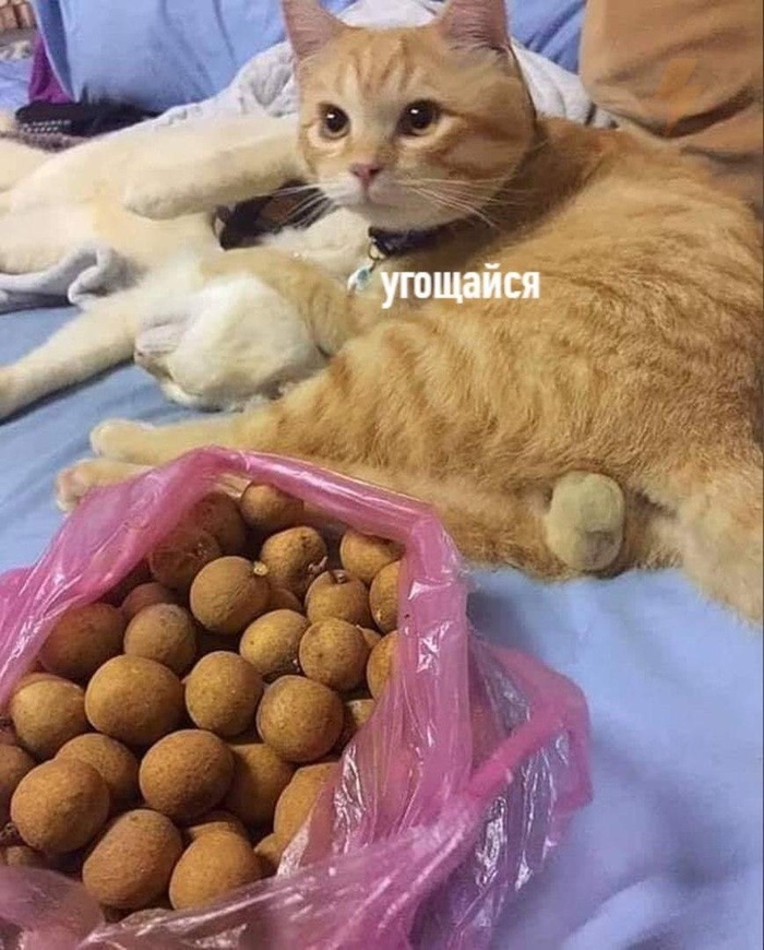 Качачье угощение