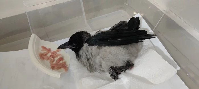 Concussion (?) in a picked crow - My, Grey Crow, Crow, Animal Rescue, League of Breeders, Birds