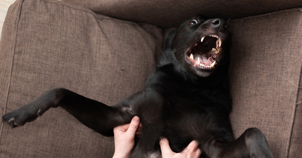 Карликовый пинчер злится. Собака. Собака истеричка. Агрессивная собака. Псина чихуахуа.