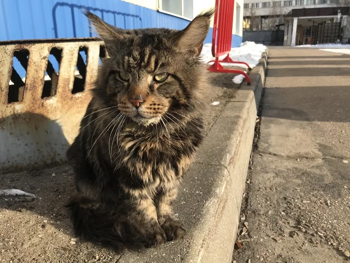 Has anyone lost a cat? [Owner found] - cat, Lost cat, No rating, Moscow, Found a cat, In good hands