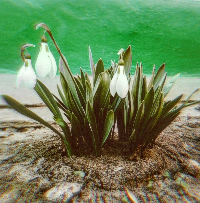 And the snowdrop blossomed - My, The photo, Mobile photography, Snowdrops, Flowers, Snowdrops flowers