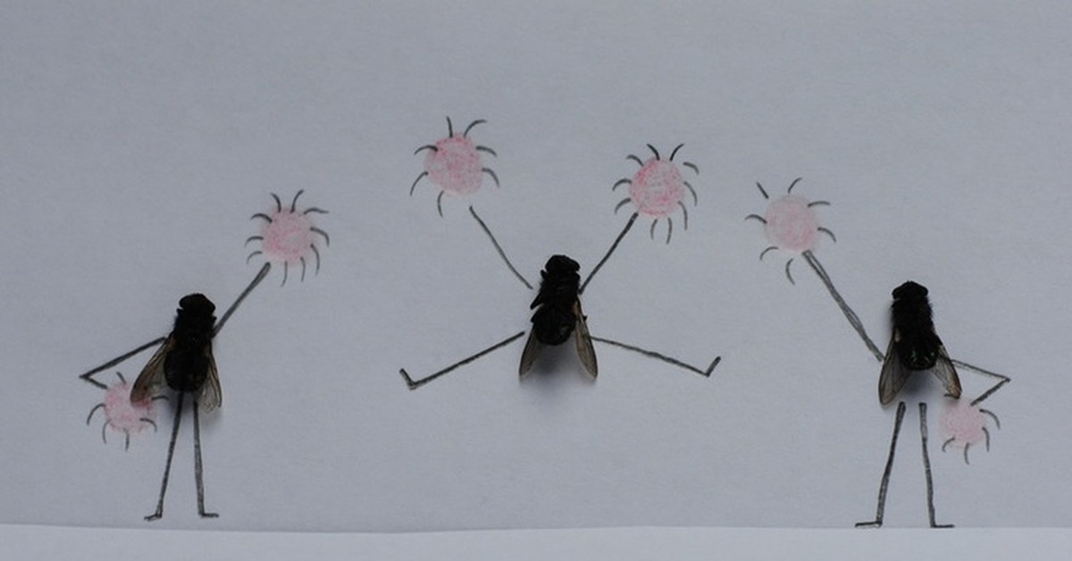 Бой белого и мухи. Три мухи. Инсталляция из мух. Картины из мух. Композиции из мух.