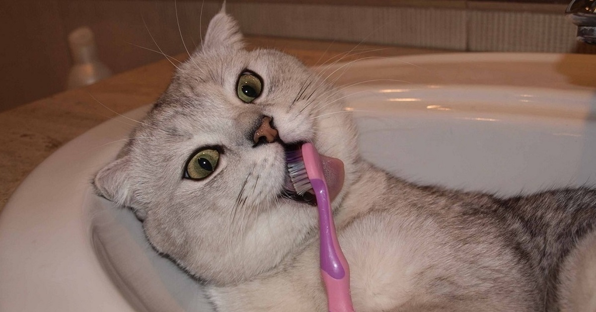 Кот с зубной щеткой. Коте как чистить зубы. Коте как чистить зубы. Гингивит и зубной камень у кошки. Серая кошка чистит зубы.