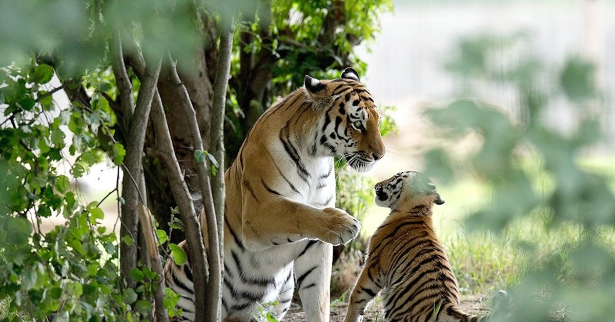 Тигр живу 2. Амурский тигр тигрица с тигрятами. Амурский тигр с тигрятами. Семья тигров. Тигрица.