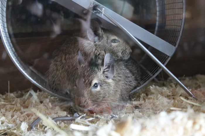 Degu, or homosexuality, is natural. Living example - My, Gays, Harm, Degu, Gerbil, Longpost, Mat