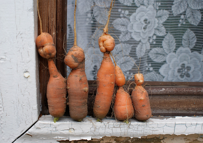 Морковная семейка