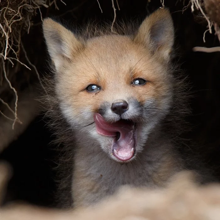 A little fox in the feed - Fox, The photo, Puppies, Fox cubs, Longpost, Animals