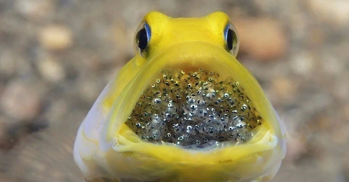 Потомство аквариумных рыбок. Желтоголовый большерот. Жёлтоголовый большерот рыба. Большерот желтоголовый м Opistognathus Aurifrons. Рыбка Йеллоу с мальками.