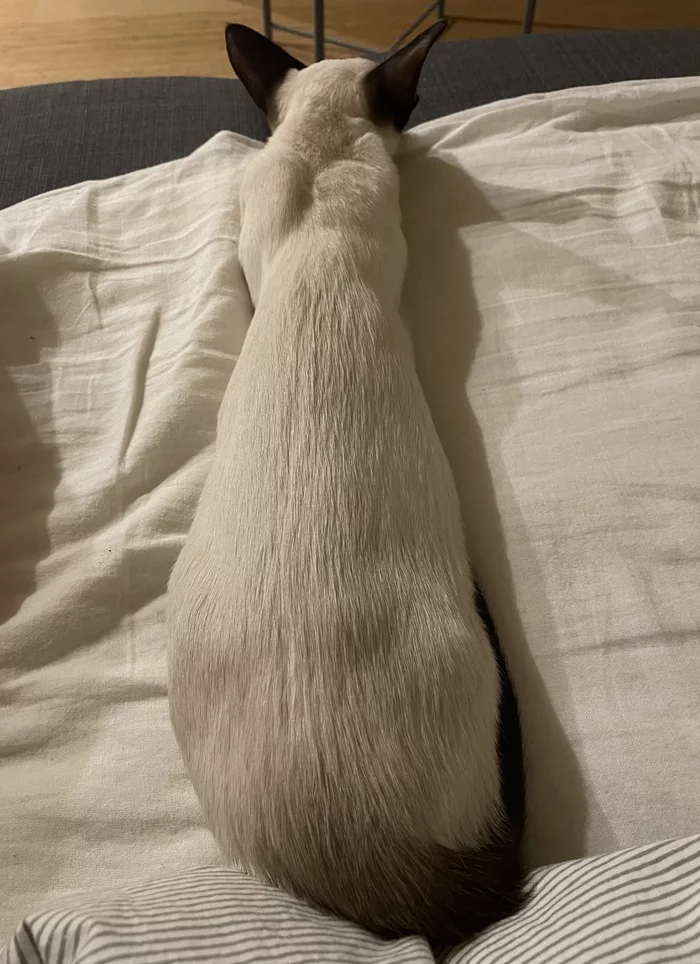 Elongated pussy - My, Kittens, cat, Longcat