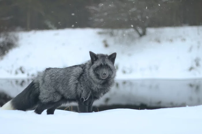 Original St. Petersburg fox - My, Domestic fox, Fox, Saint Petersburg, Winter, Longpost, The photo