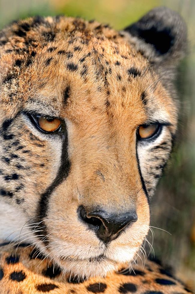 Cheetah - Cheetah, Small cats, Animals, Zoo, Longpost, The photo