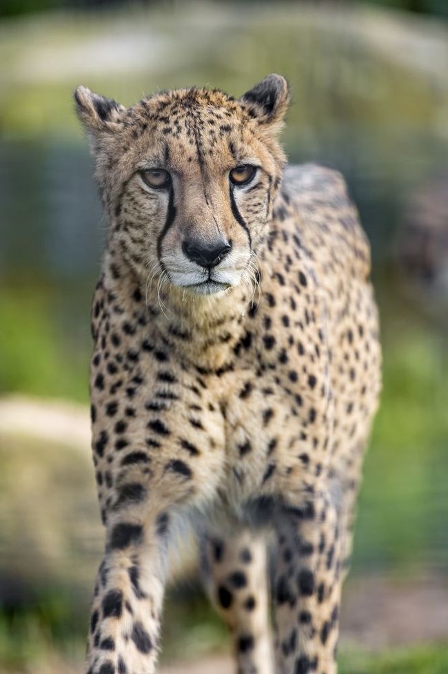 Cheetah - Cheetah, Small cats, Animals, Zoo, Longpost, The photo